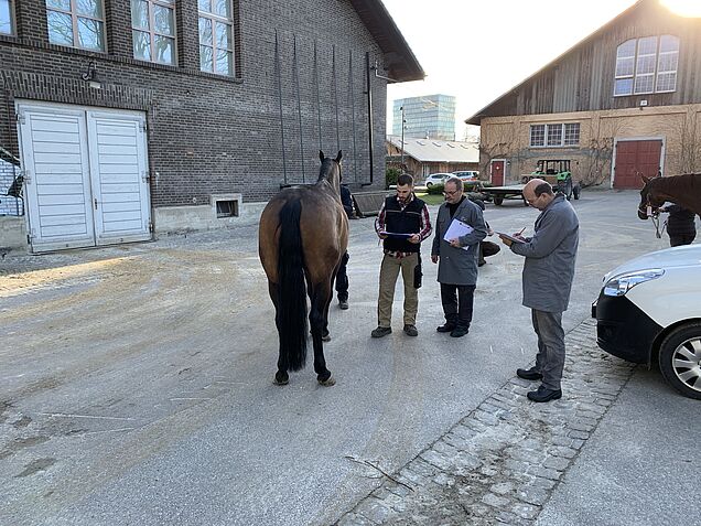 Évaluation du cheval avant le ferrage