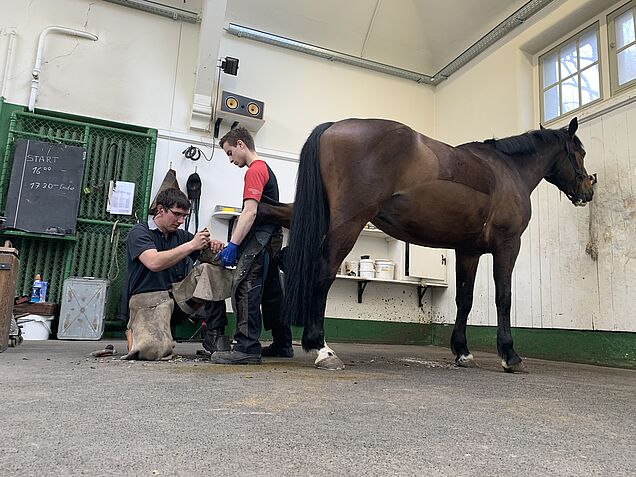 Ferrage sur cheval